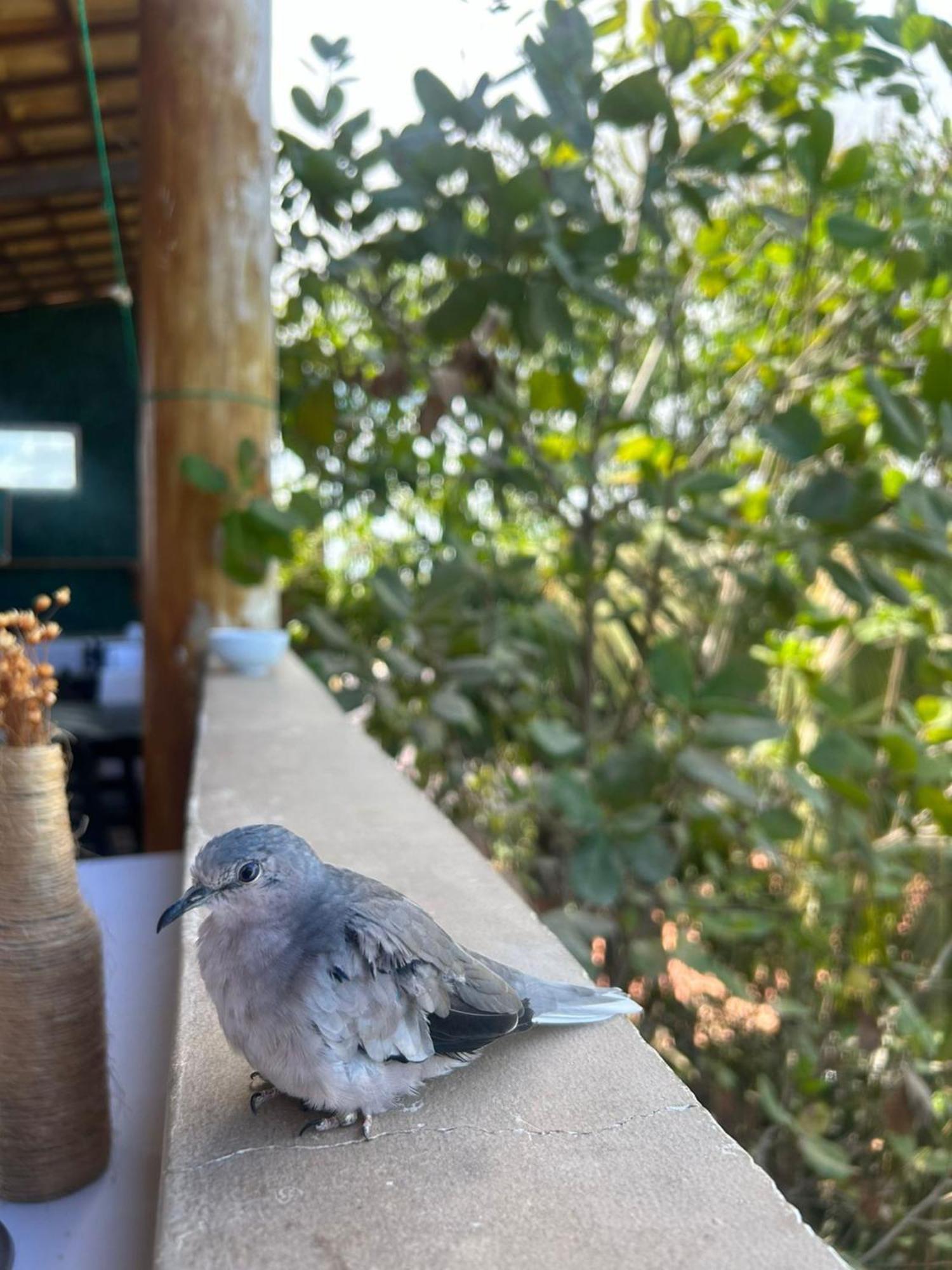 Uru Pousada Jijoca de Jericoacoara Buitenkant foto